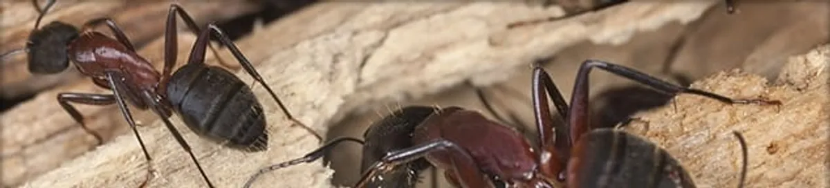 Close-up of ants on wood showing an active ant infestation in Bloomington, IN