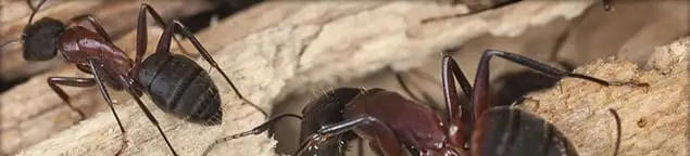Close-up of ants on wood showing an active ant infestation in Bloomington, IN