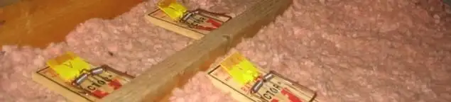 Mouse traps placed in an attic for rodent control in Bloomington, IN