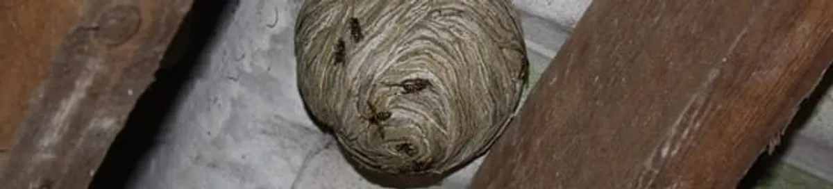 Wasp nest in an attic space, a common home infestation risk in Bloomington, IN