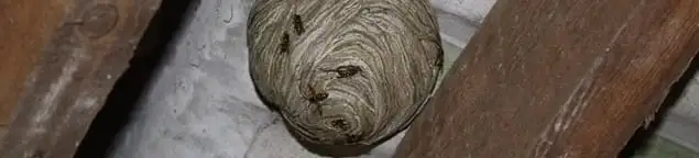 Wasp nest in an attic space, a common home infestation risk in Bloomington, IN