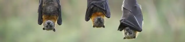 Bats roosting together, a common sign of a bat infestation in Bloomington, IN