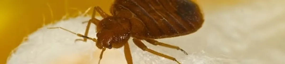 Close-up of a bed bug, a sign of an active infestation in Bloomington, IN