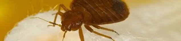 Close-up of a bed bug, a sign of an active infestation in Bloomington, IN