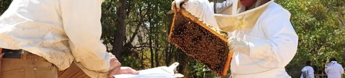 Bee removal specialists relocating a hive and honeycomb safely in Bloomington, IN