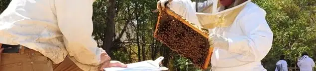 Bee removal specialists relocating a hive and honeycomb safely in Bloomington, IN