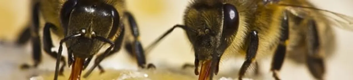 Close-up of honey bees, a sign of a nearby hive in Bloomington, IN