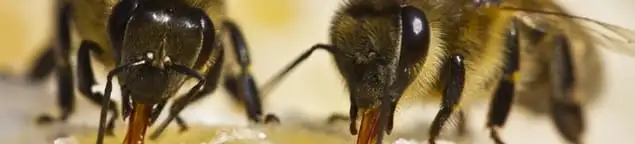 Close-up of honey bees, a sign of a nearby hive in Bloomington, IN