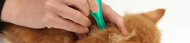 Flea treatment for pets using a flea comb, a sign of flea problems in Bloomington, IN