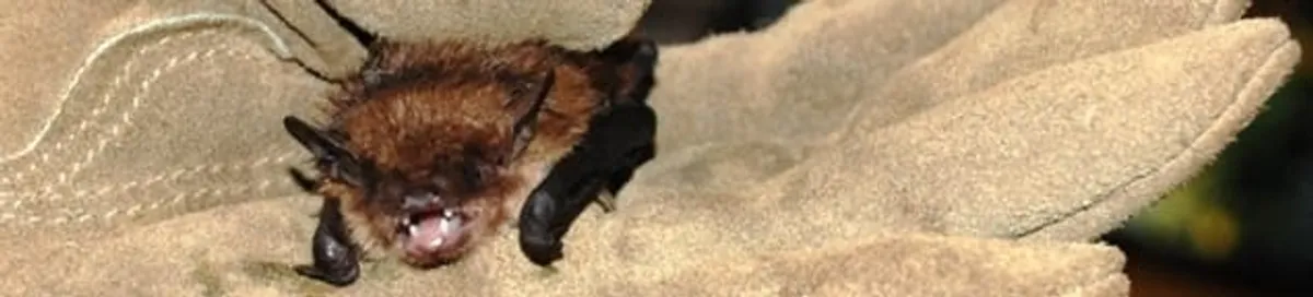 Bat removal specialist holding a bat safely during humane exclusion in Bloomington, IN
