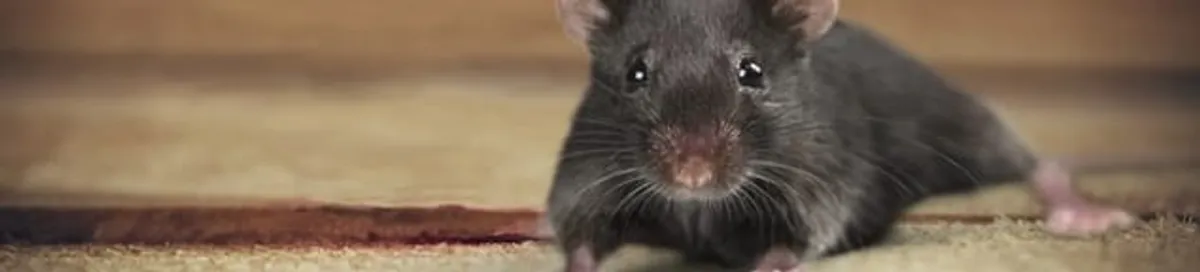 Mouse indoors, a common sign of a rodent infestation in Bloomington, IN