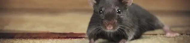 Mouse indoors, a common sign of a rodent infestation in Bloomington, IN