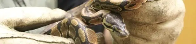 Snake removal specialist safely handling a snake with protective gloves in Bloomington, IN