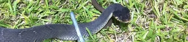 Snake in a yard, a common sign of a snake problem near a home in Bloomington, IN