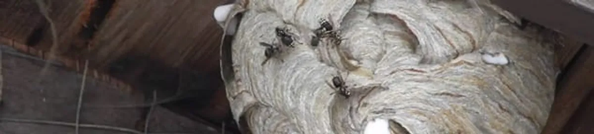 Close-up of a wasp nest with active wasps, a sign of an infestation in Bloomington, IN