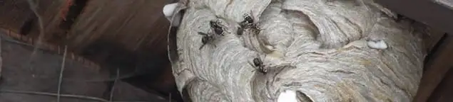 Close-up of a wasp nest with active wasps, a sign of an infestation in Bloomington, IN